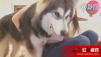 狗变成人完整版视频,一场跨越物种的奇幻之旅